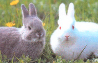 Kaninchenzuchtverein